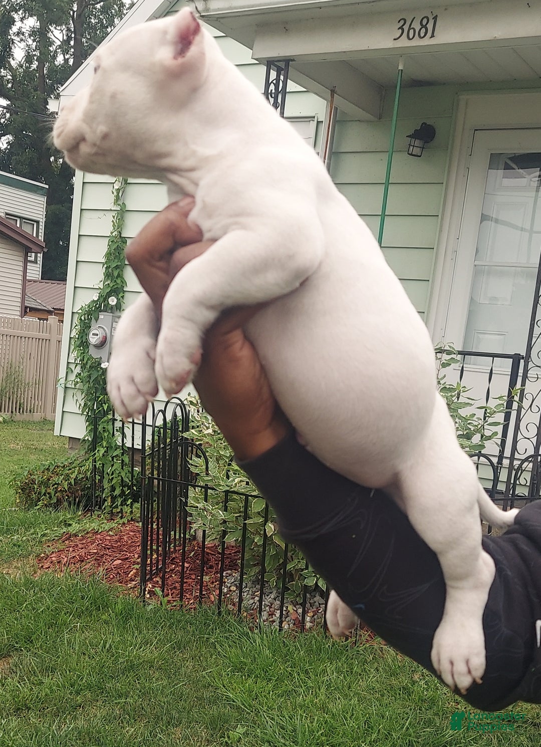 American Bully dogs for sale: American Bully Puppy 1 - Ad 1