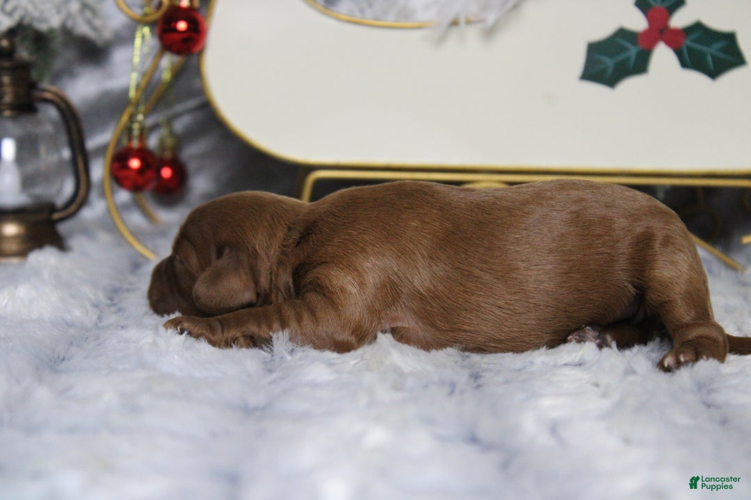 Cavapoo dogs for sale: Cherry - Ad 6