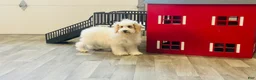 Miniature Poodle dogs for sale: Dazzler Miniature Poodle  - Ad 3