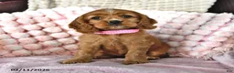 English Cocker Spaniel dogs for sale: SaraLyn - Ad 1