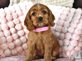 English Cocker Spaniel dogs SaraLyn - Ad 2
