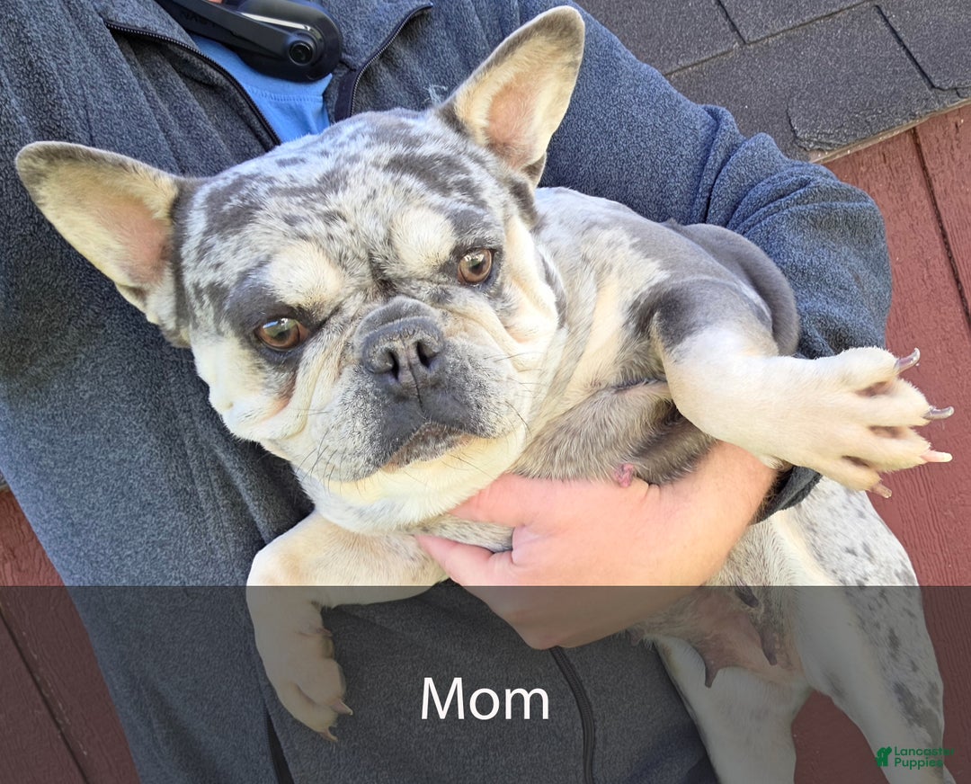 French Bulldog dogs for sale: Dash - Ad 8