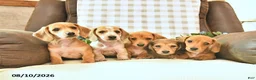 Miniature Dachshund dogs for sale: Timber - Ad 5