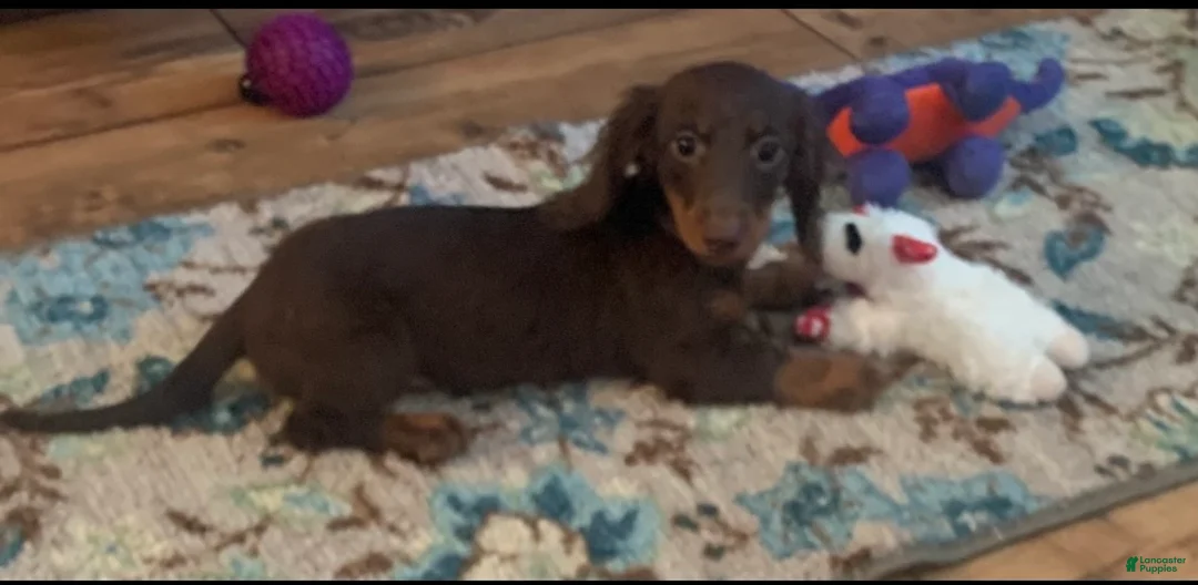 Miniature Dachshund dogs for sale: Athena - Ad 1