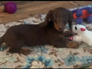 Miniature Dachshund dogs Athena - Ad 1