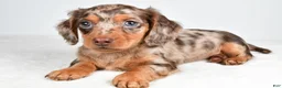 Miniature Dachshund dogs for sale: Skye  - Ad 7