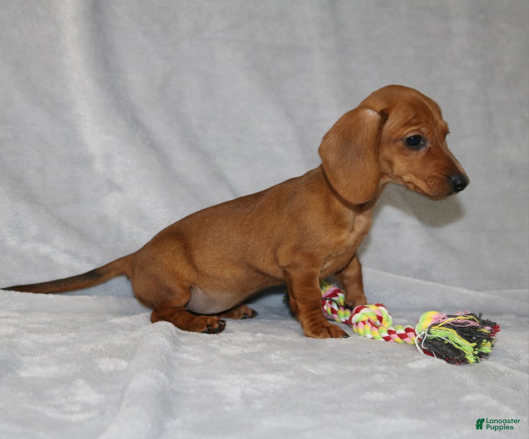 Miniature Dachshund dogs for sale: Chole - Ad 26