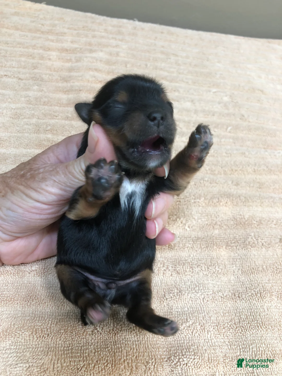 Yorkshire Terrier dogs for sale: Peyton - Ad 2
