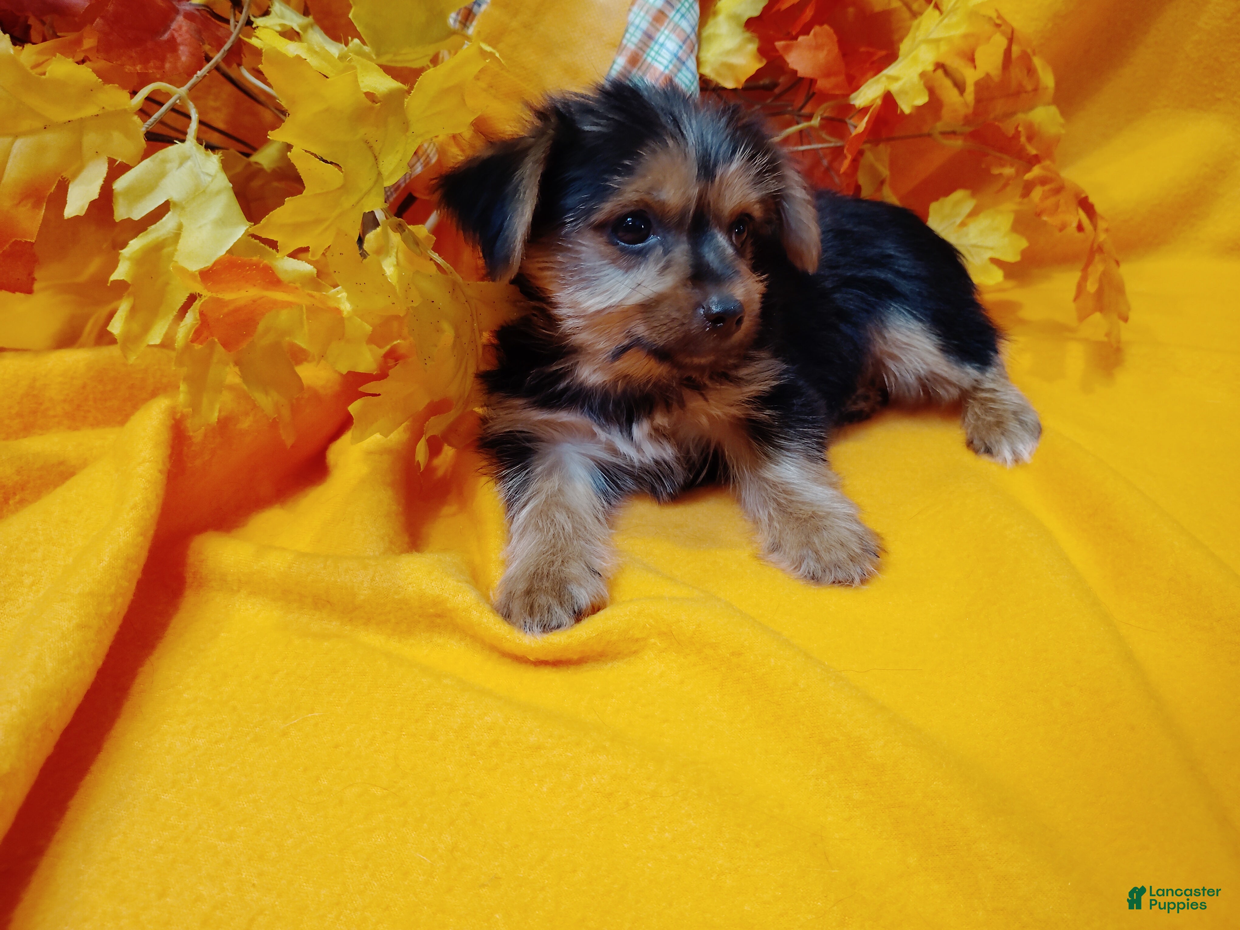 Yorkshire Terrier dogs Yorkshire Terrier 3 - Ad 2
