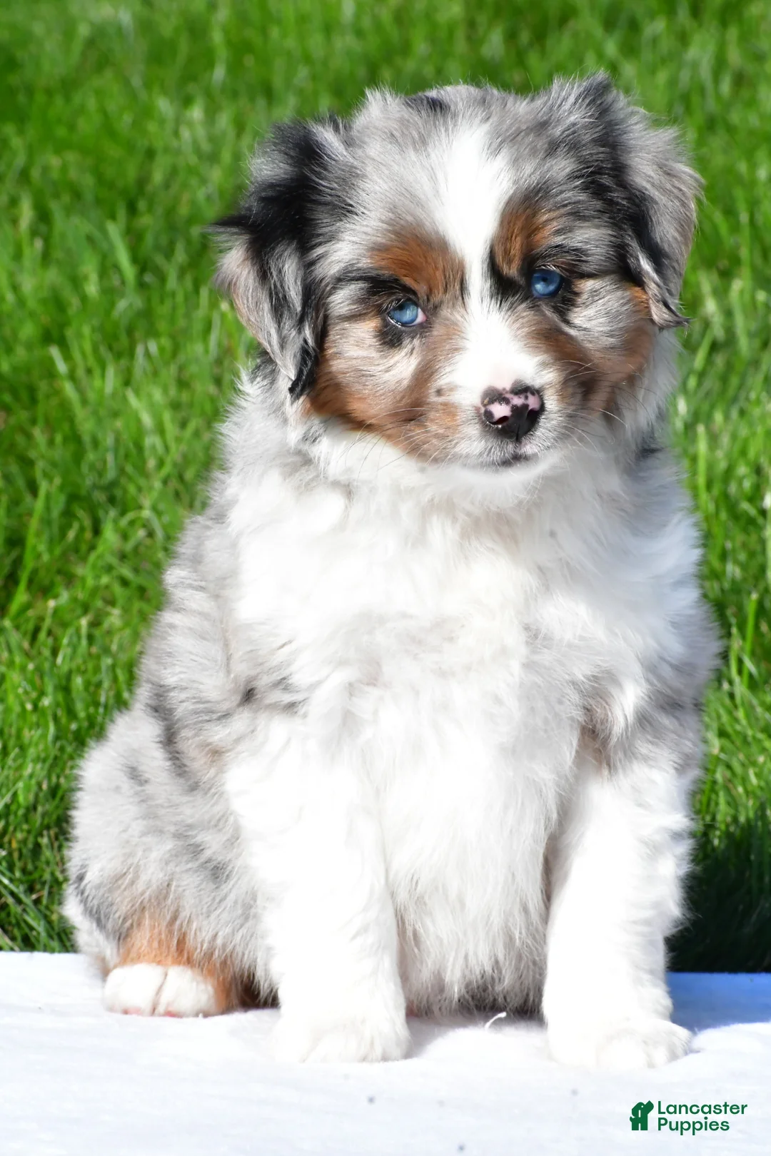 Miniature Australian Shepherd dogs for sale: Tyler - Ad 1