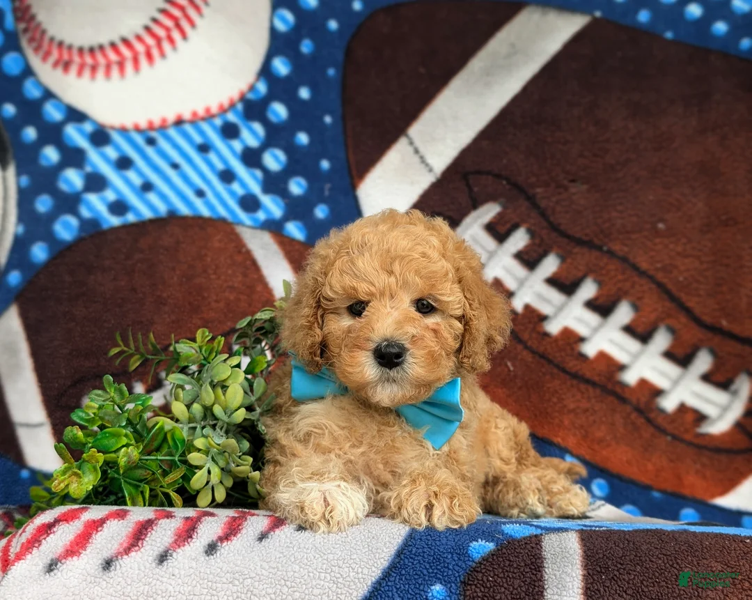 Mixed Breed dogs for sale: Marshall Hypoallergenic - Ad 6