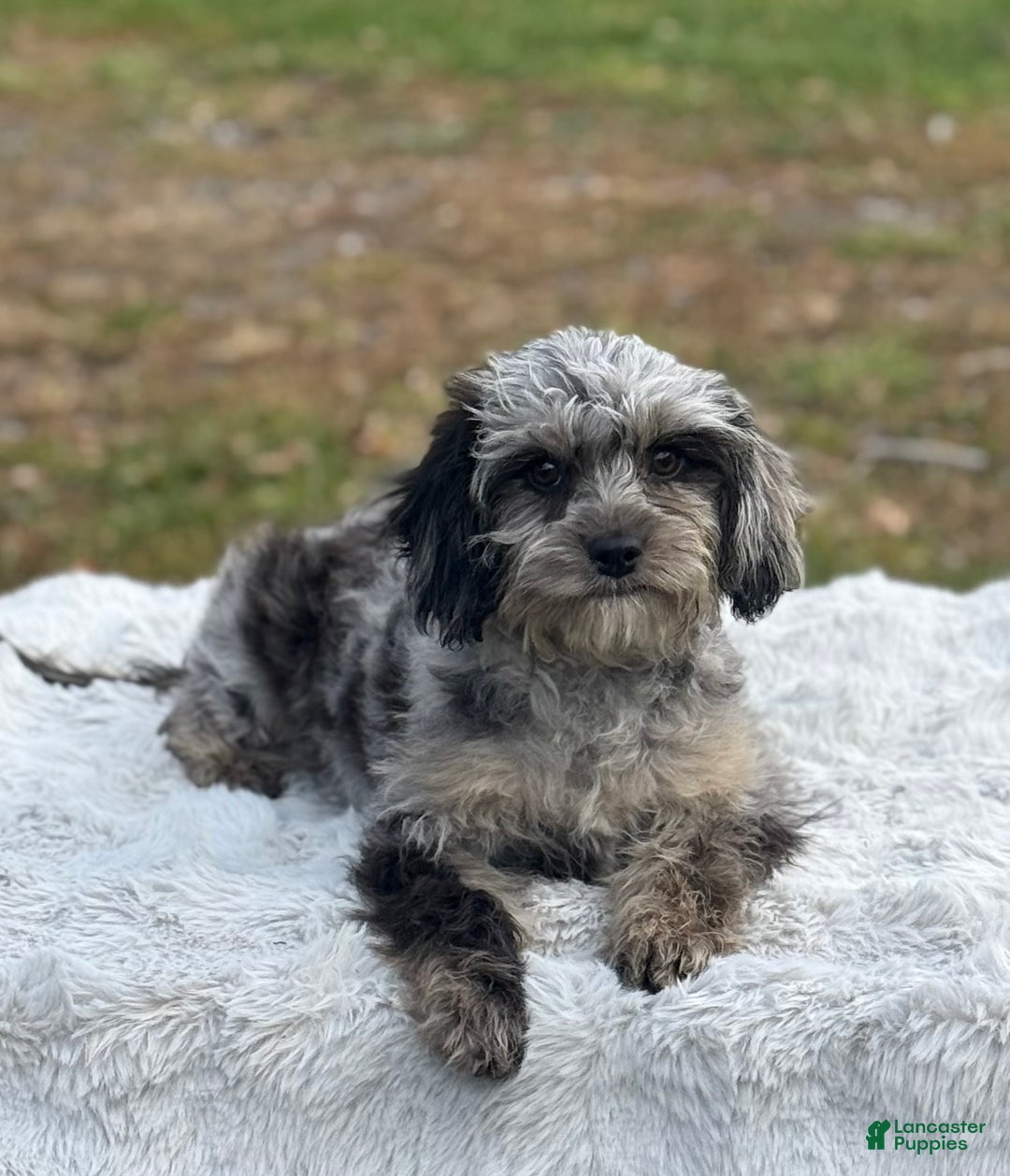 Cavapoo dogs for sale: Sasha - Ad 6