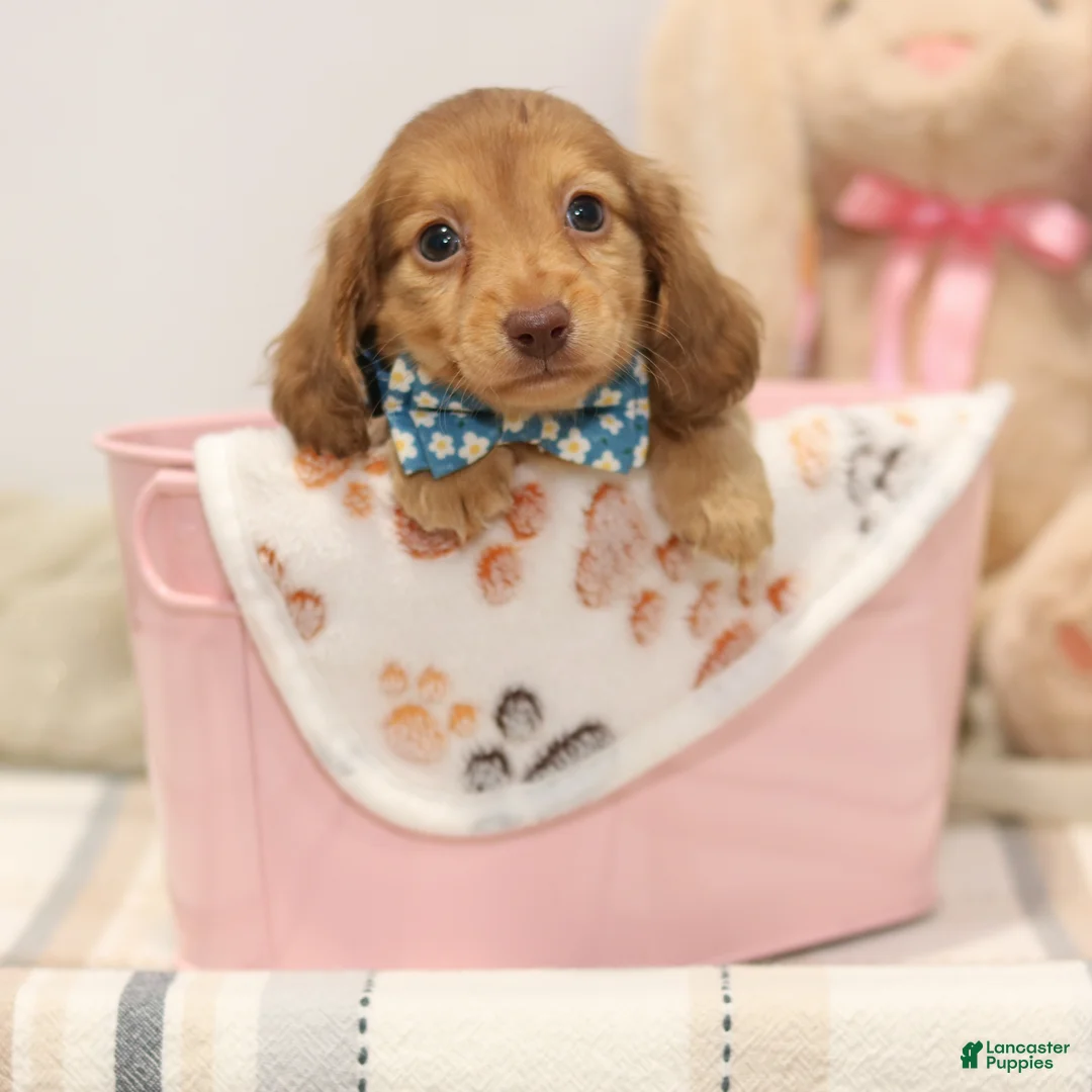 Miniature Dachshund dogs for sale: Gabby - Ad 2