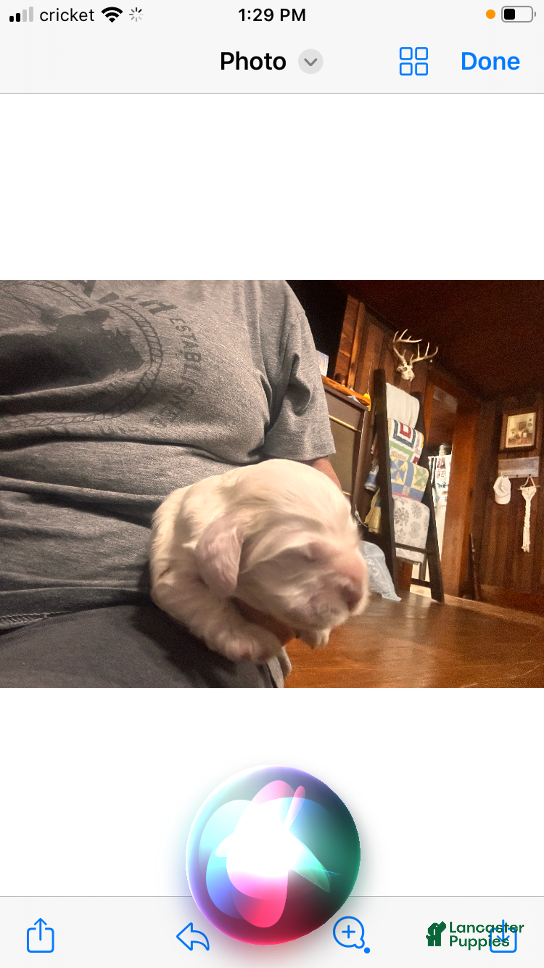 Cocker Spaniel dogs for sale: Momo  - Ad 1