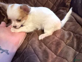 Chihuahua dogs Chihuahua Puppy 3 - Ad 25