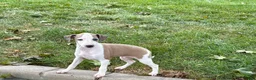 Italian Greyhound dogs for sale: Italian Greyhound male 1 fawn and white  - Ad 4