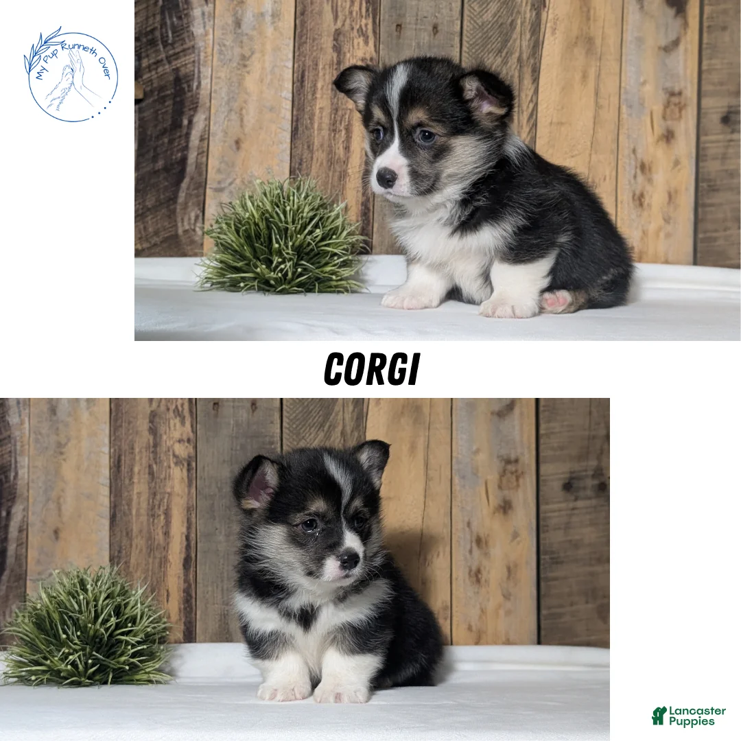 Welsh Corgi Pembroke dogs for sale: Nemo - Ad 14