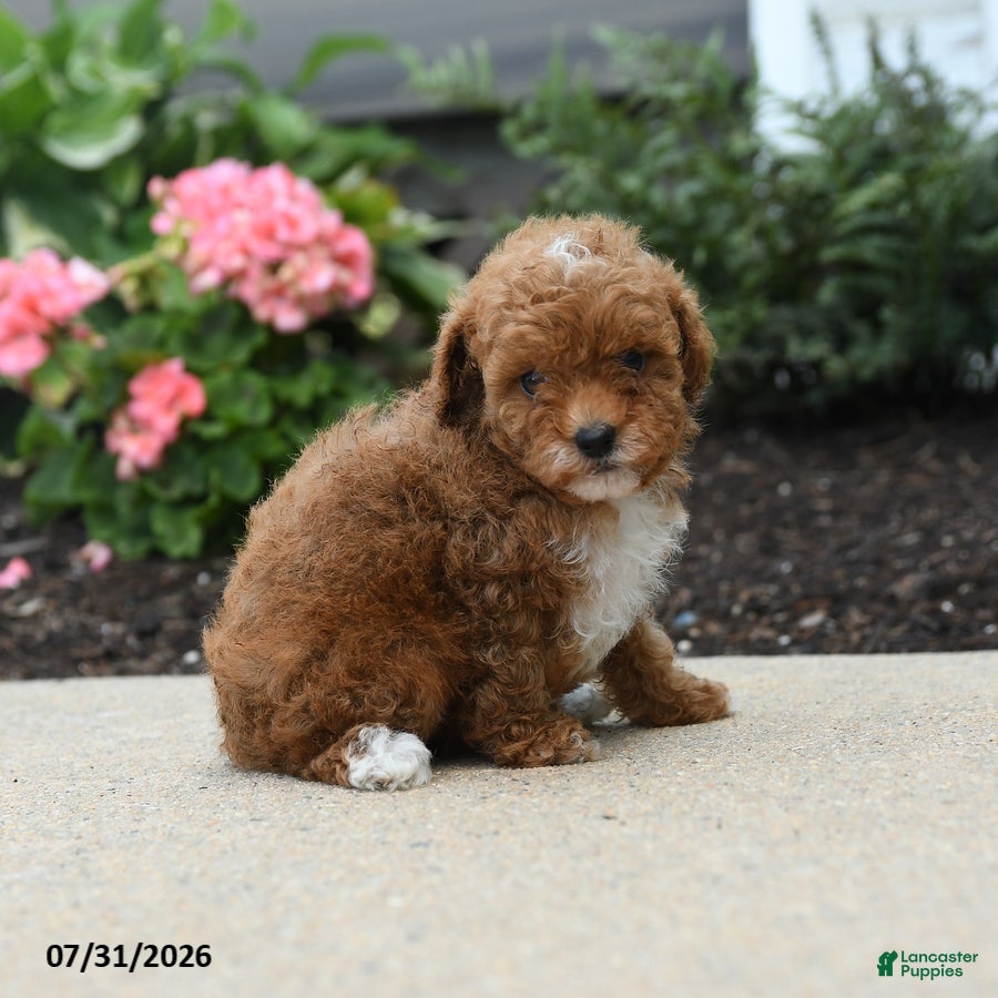 Toy Poodle dogs Bell  - Ad 1