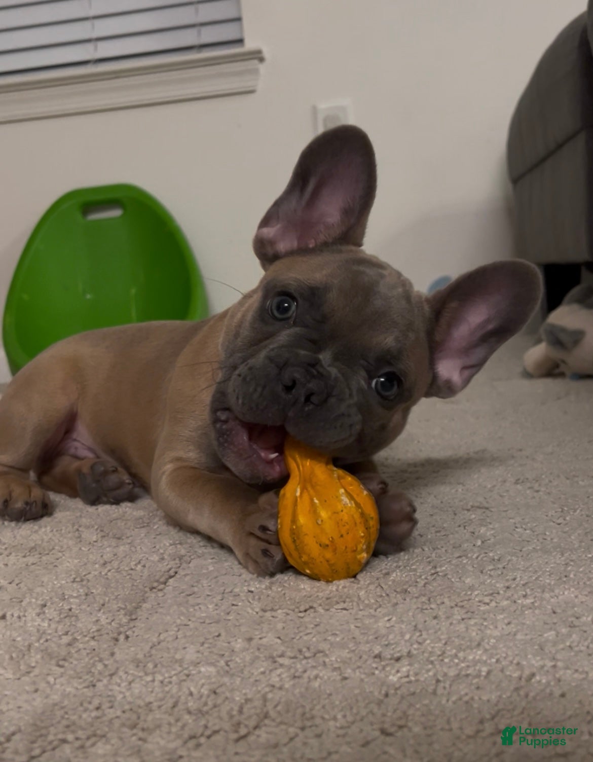 French Bulldog dogs French Bulldog Puppy 1 - Ad 31