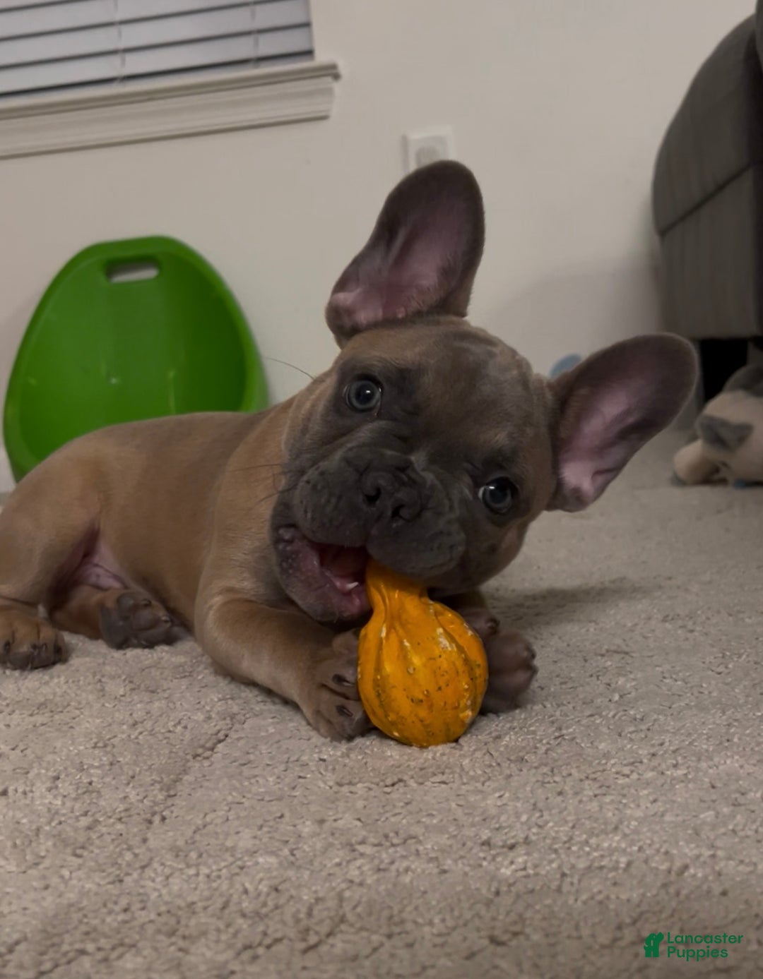 French Bulldog dogs for sale: French Bulldog Puppy 1 - Ad 1