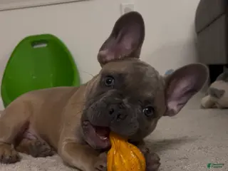 French Bulldog dogs French Bulldog Puppy 1 - Ad 39