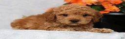 Bichpoo dogs for sale: Garrett - Ad 5