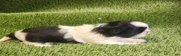 Shih Tzu dogs for sale: Shih Tzu 2 - Ad 1