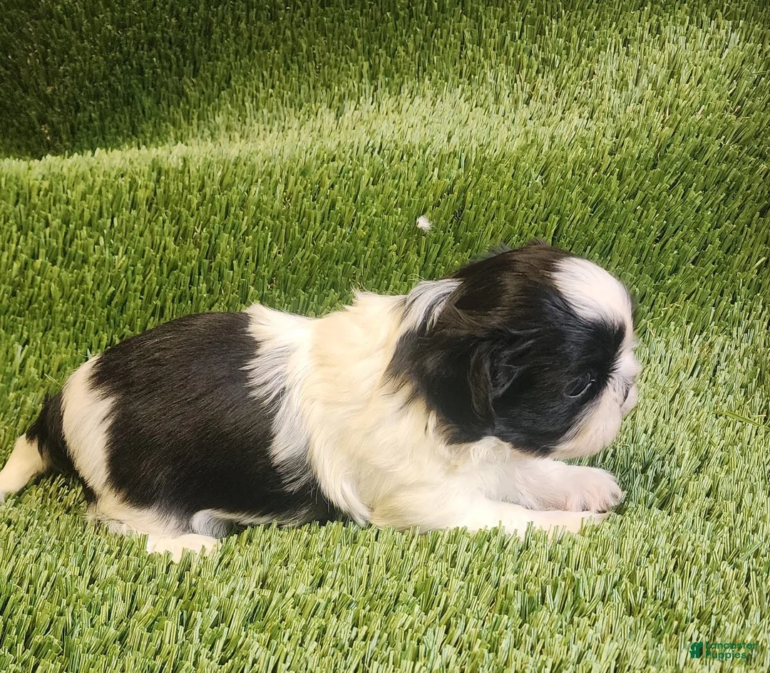 Shih Tzu dogs for sale: Shih Tzu 2 - Ad 1