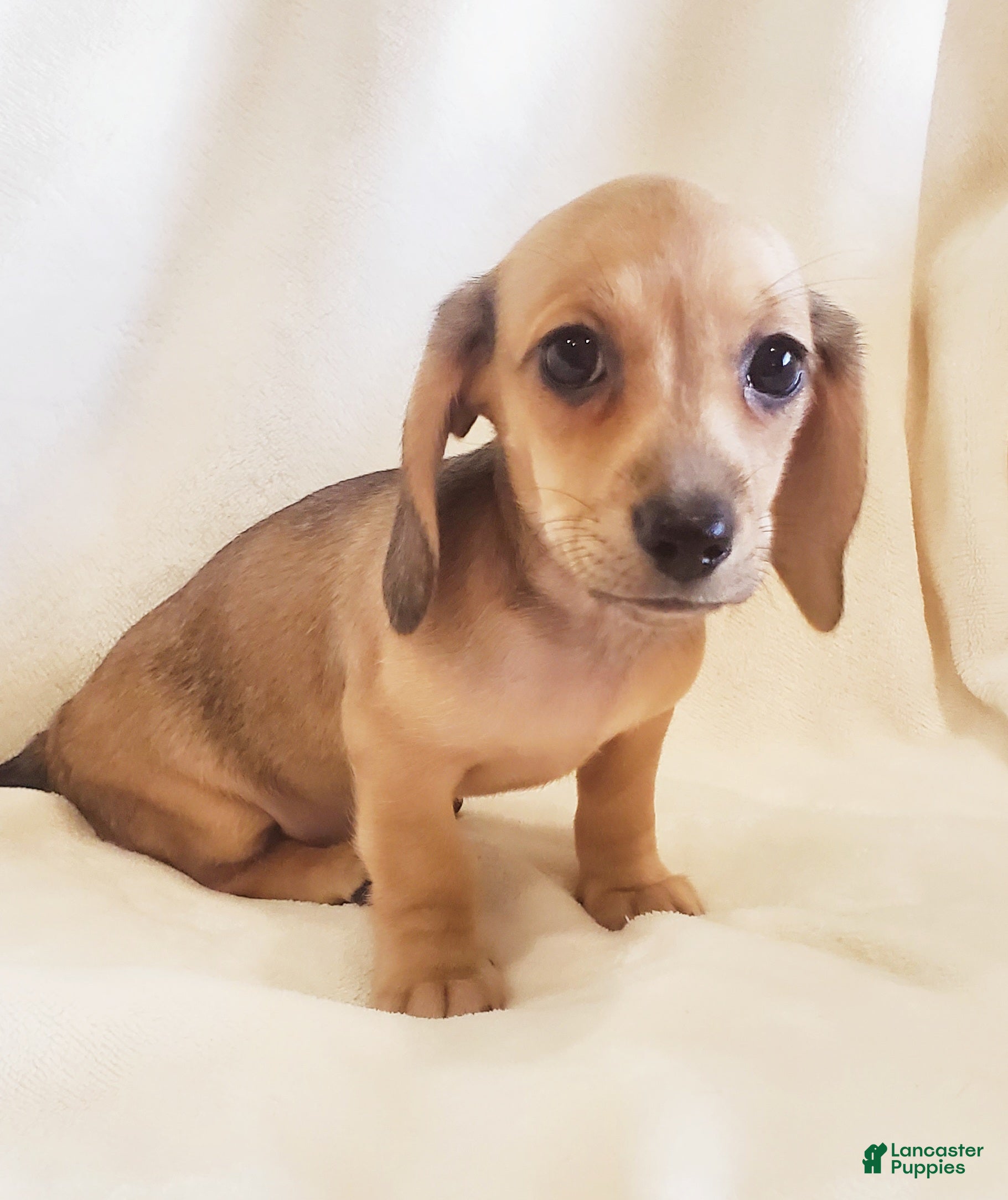 Miniature Dachshund dogs Biscotti - Ad 30