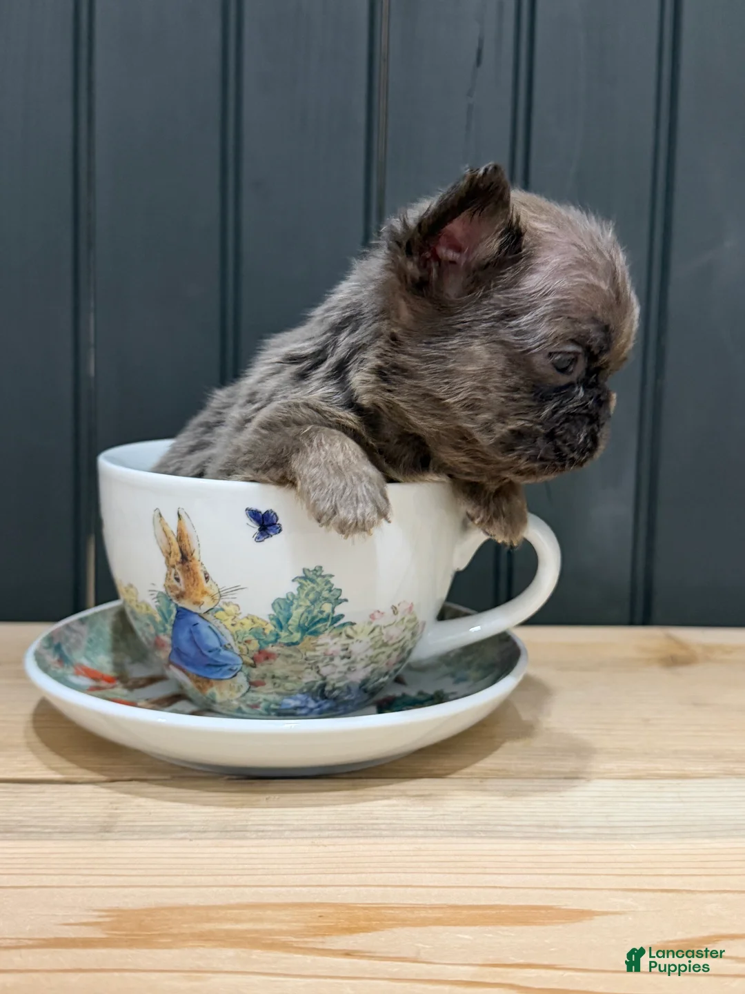 French Bulldog dogs for sale: Blackberry - Ad 2