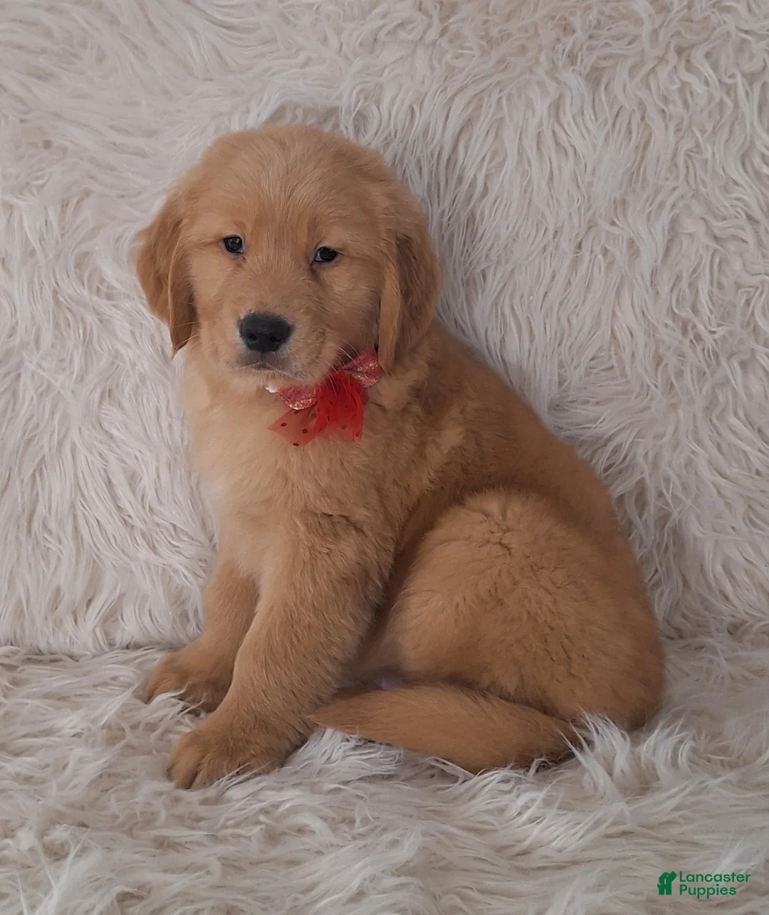 Golden Retriever dogs for sale: Cleo - Ad 2