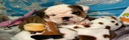 English Bulldog dogs for sale: Jesssie - Ad 2