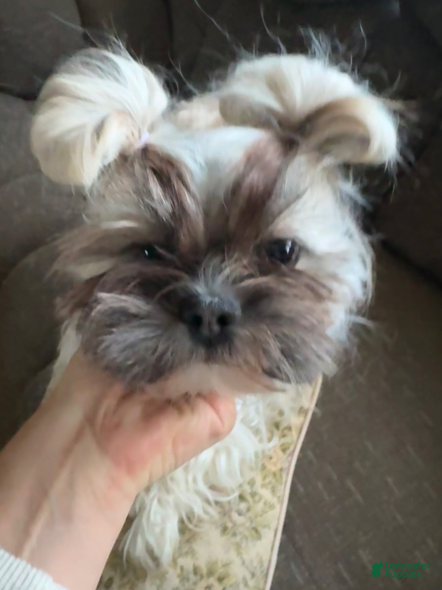 Teddy Bear dogs Cindy - Ad 2