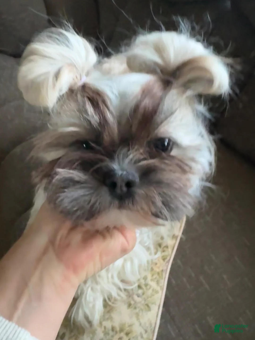 Teddy Bear dogs for sale: Luna  - Ad 2