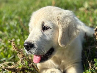 Golden Retriever dogs - Ad 27