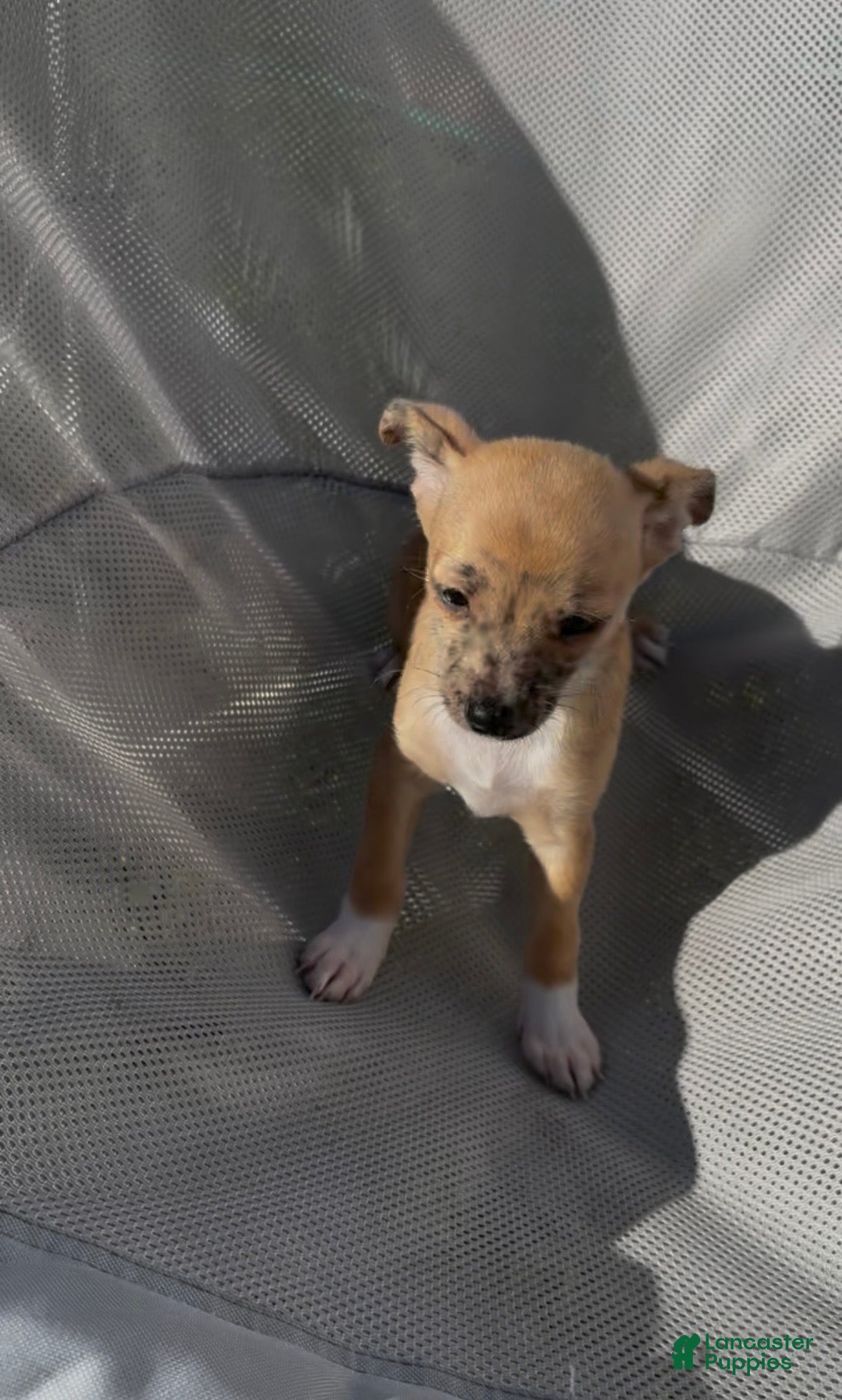 Chiweenie dogs Mai Tai  - Ad 2