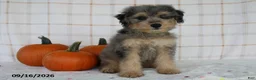 Mini Aussiedoodle dogs for sale: Bentley - Ad 2