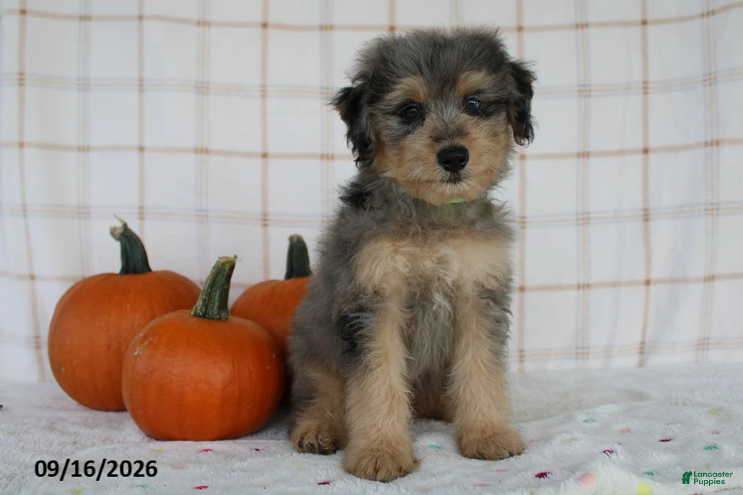Mini Aussiedoodle dogs for sale: Bentley - Ad 2