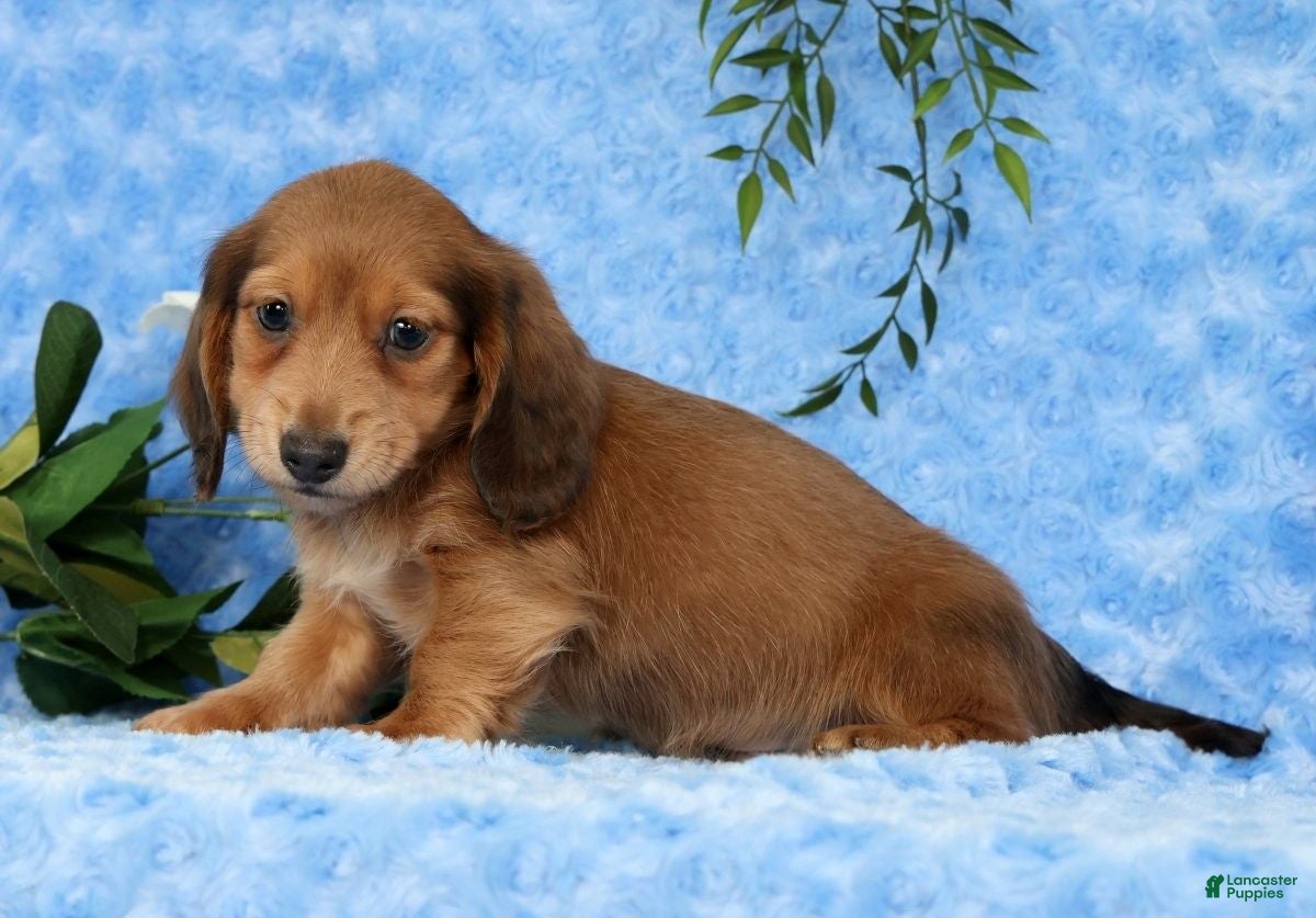 Miniature Dachshund dogs for sale: Scott - Ad 6
