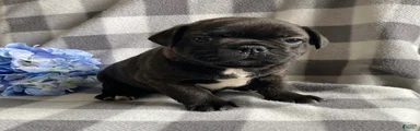 Roscoe