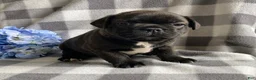 Frenchton dogs for sale: Roscoe - Ad 1