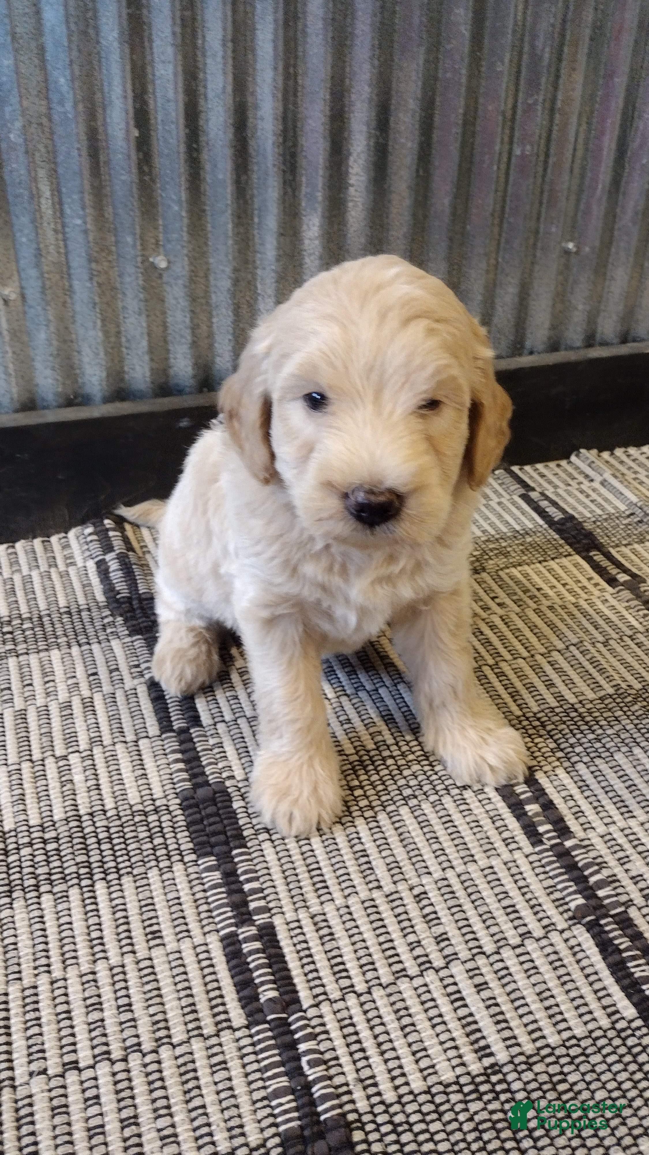 Mini Goldendoodle dogs Lacey  - Ad 2