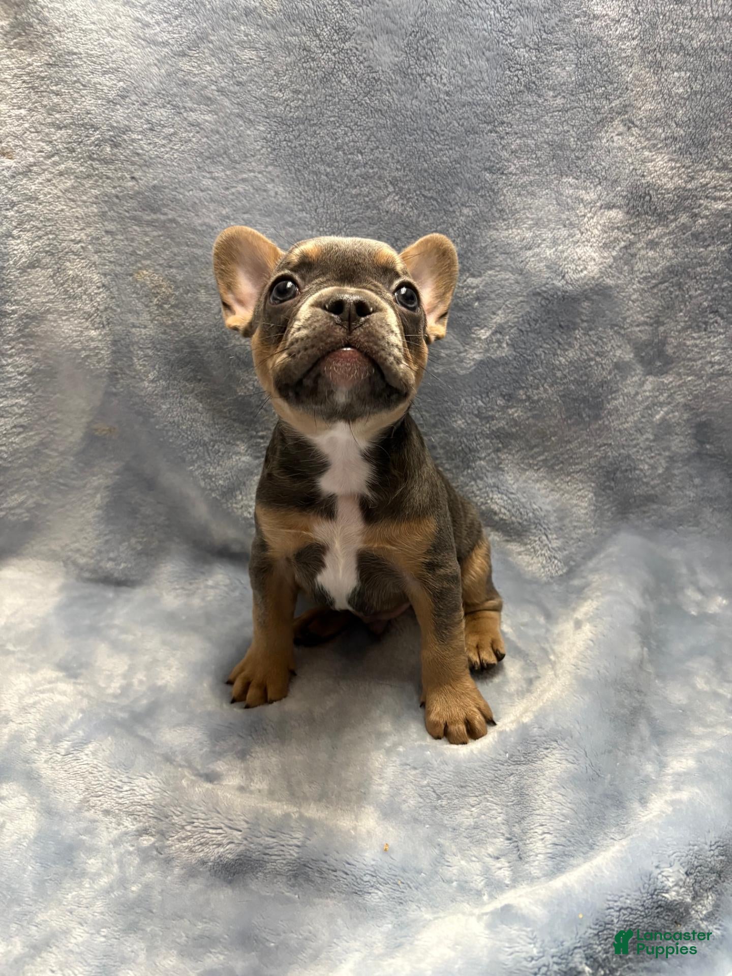 French Bulldog dogs Junior - Ad 16