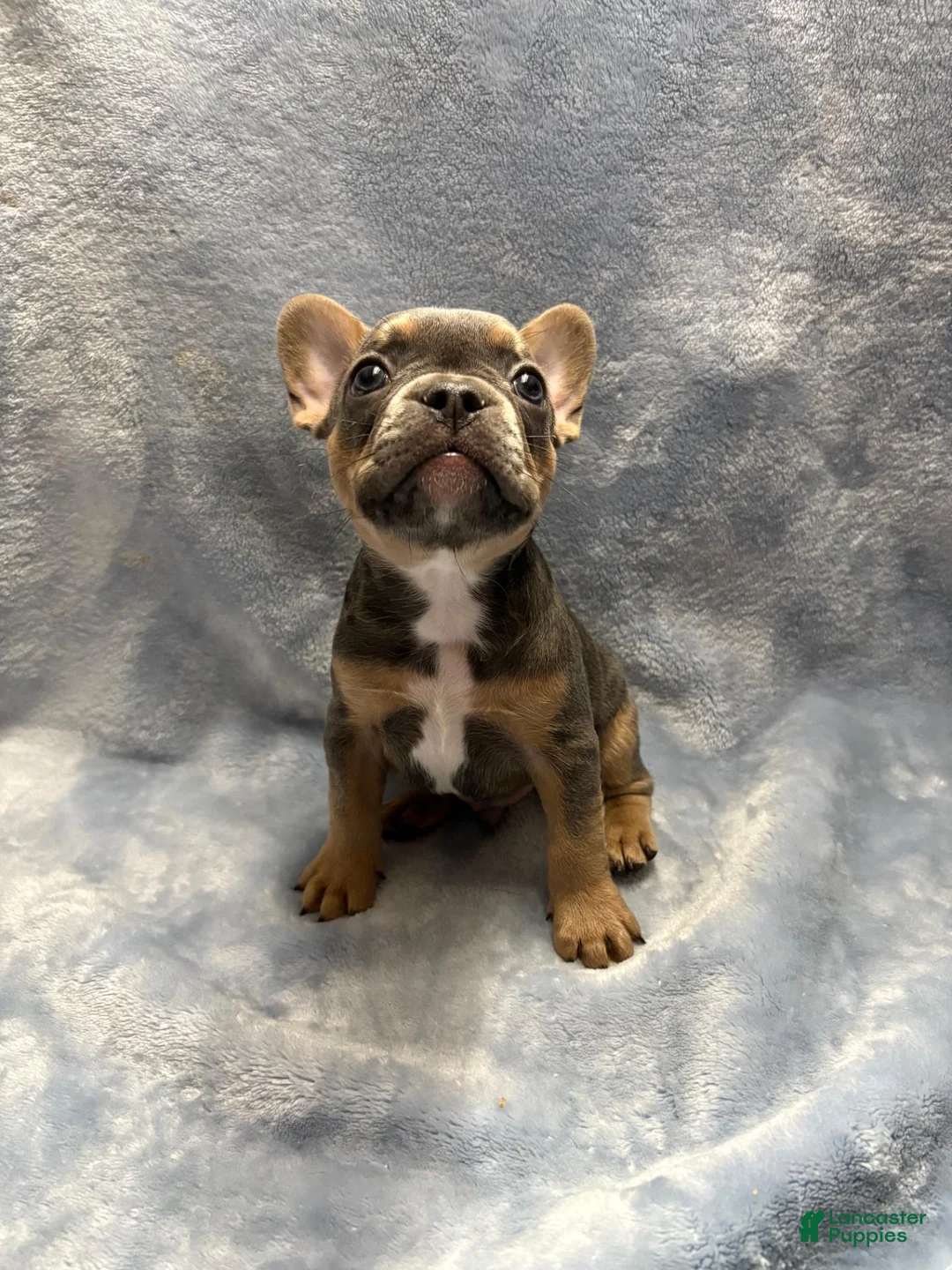 French Bulldog dogs for sale: Junior - Ad 1