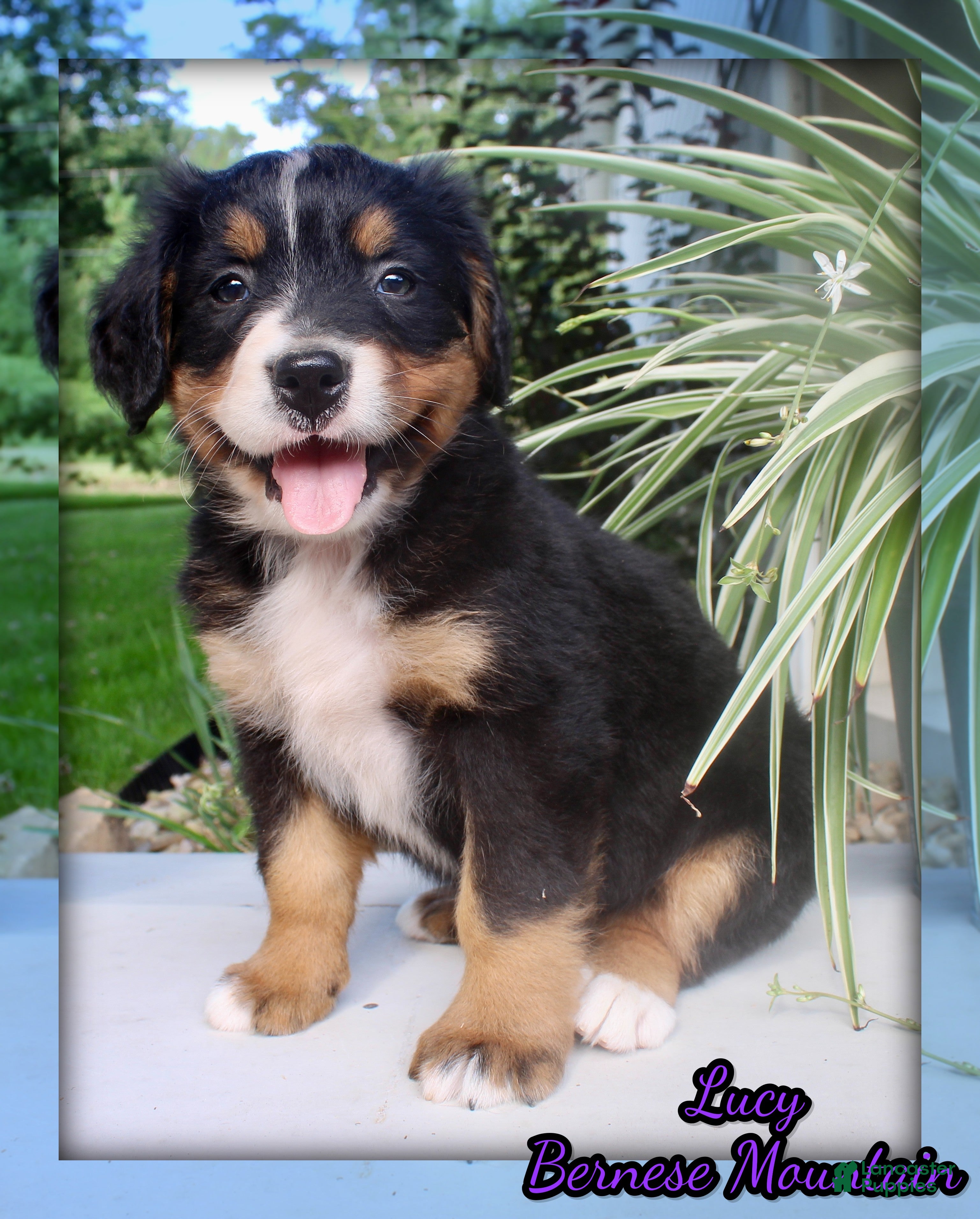 Bernese Mountain Dog dogs Lucy  - Ad 1