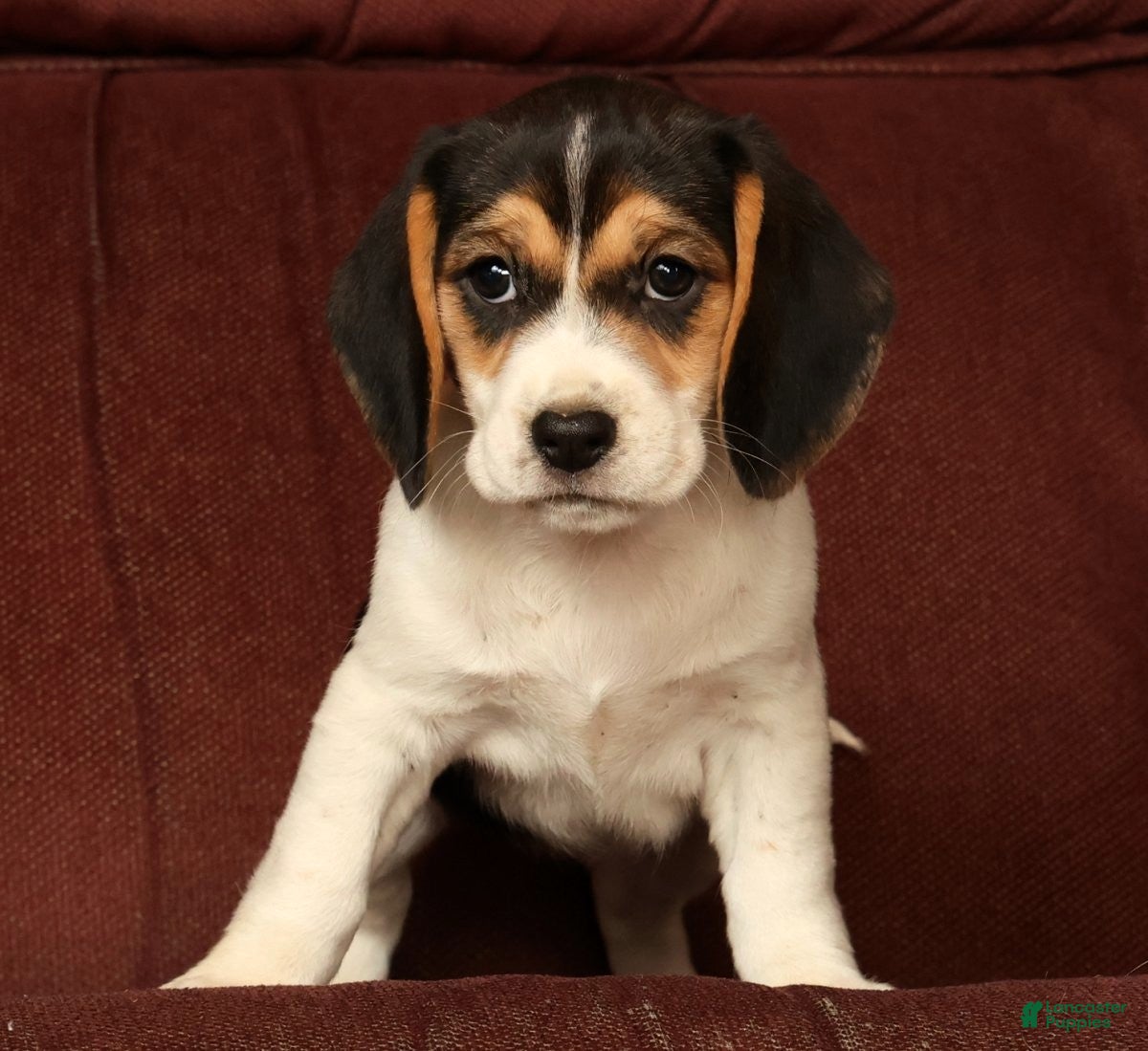 Beagle dogs for sale: Cuddles - Ad 8