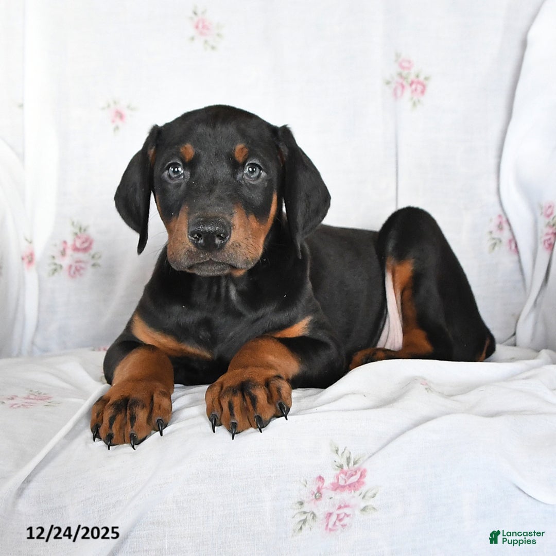 Doberman Pinscher dogs for sale: Diamond - Ad 3