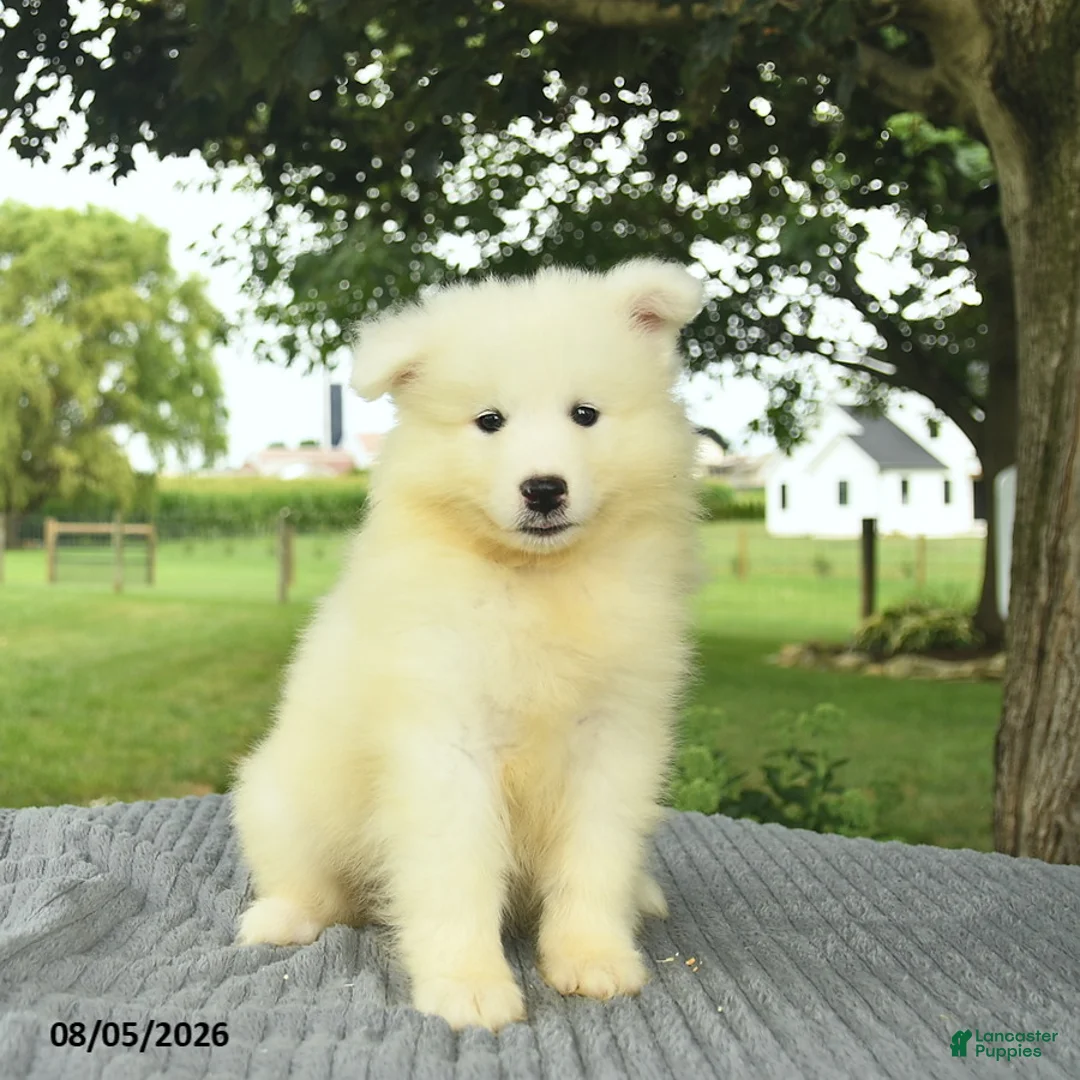 Samoyed dogs for sale: Snuggles   - Ad 2