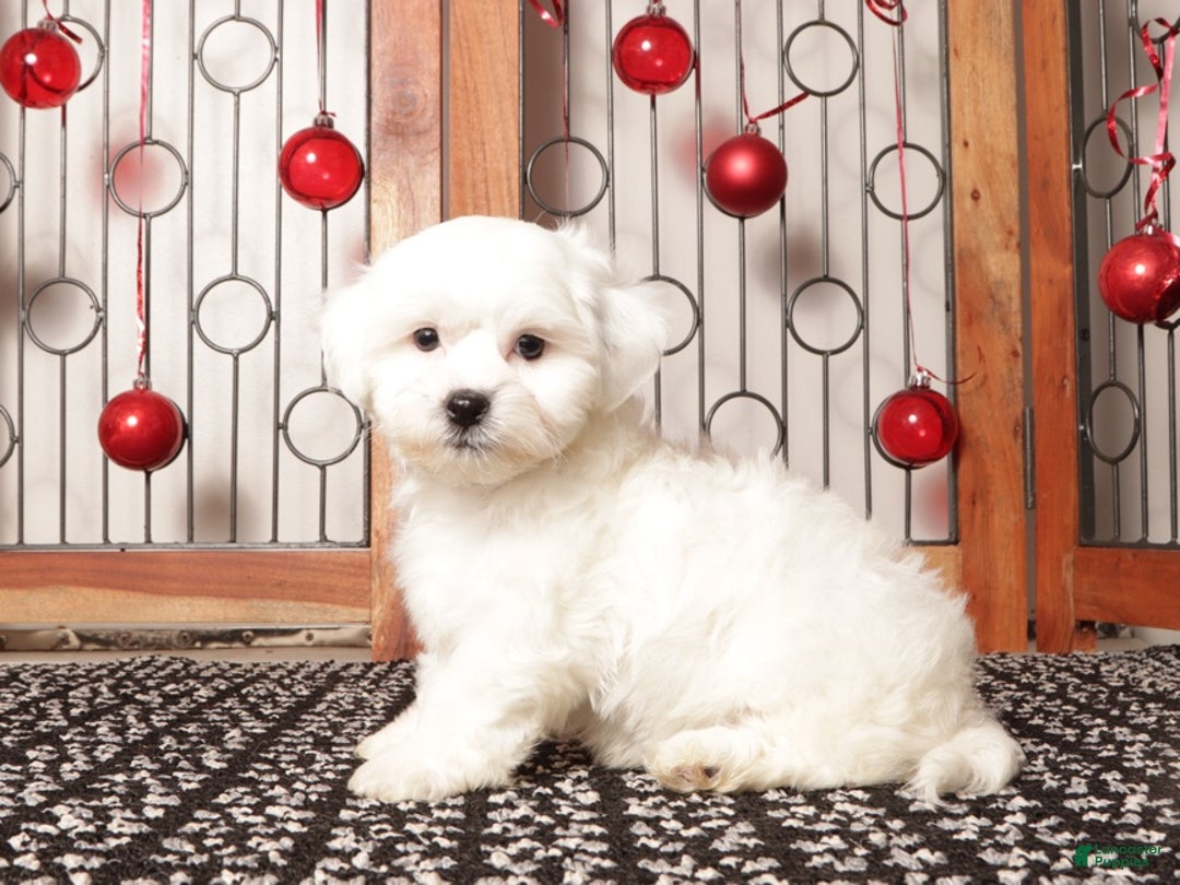 Teddy Bear dogs for sale: Leo  - Ad 4