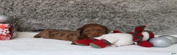 Miniature Dachshund dogs for sale: Shepard - Ad 10
